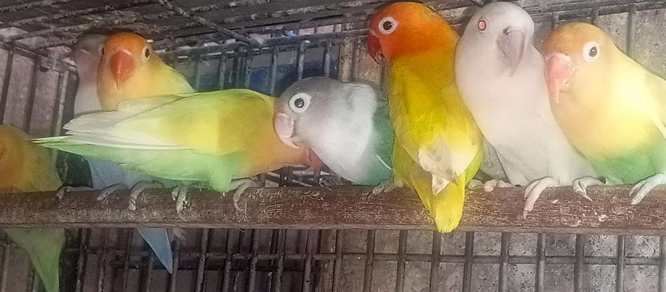 love birds breeder pair for sale — photo 3