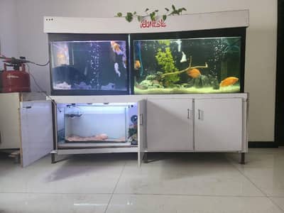 fish and aquarium