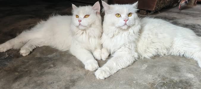 Russian Cats Male and Female