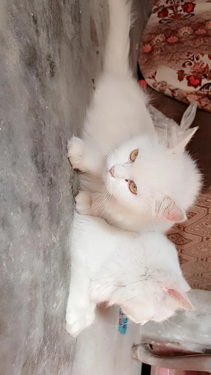 Russian Cats Male and Female — photo 2
