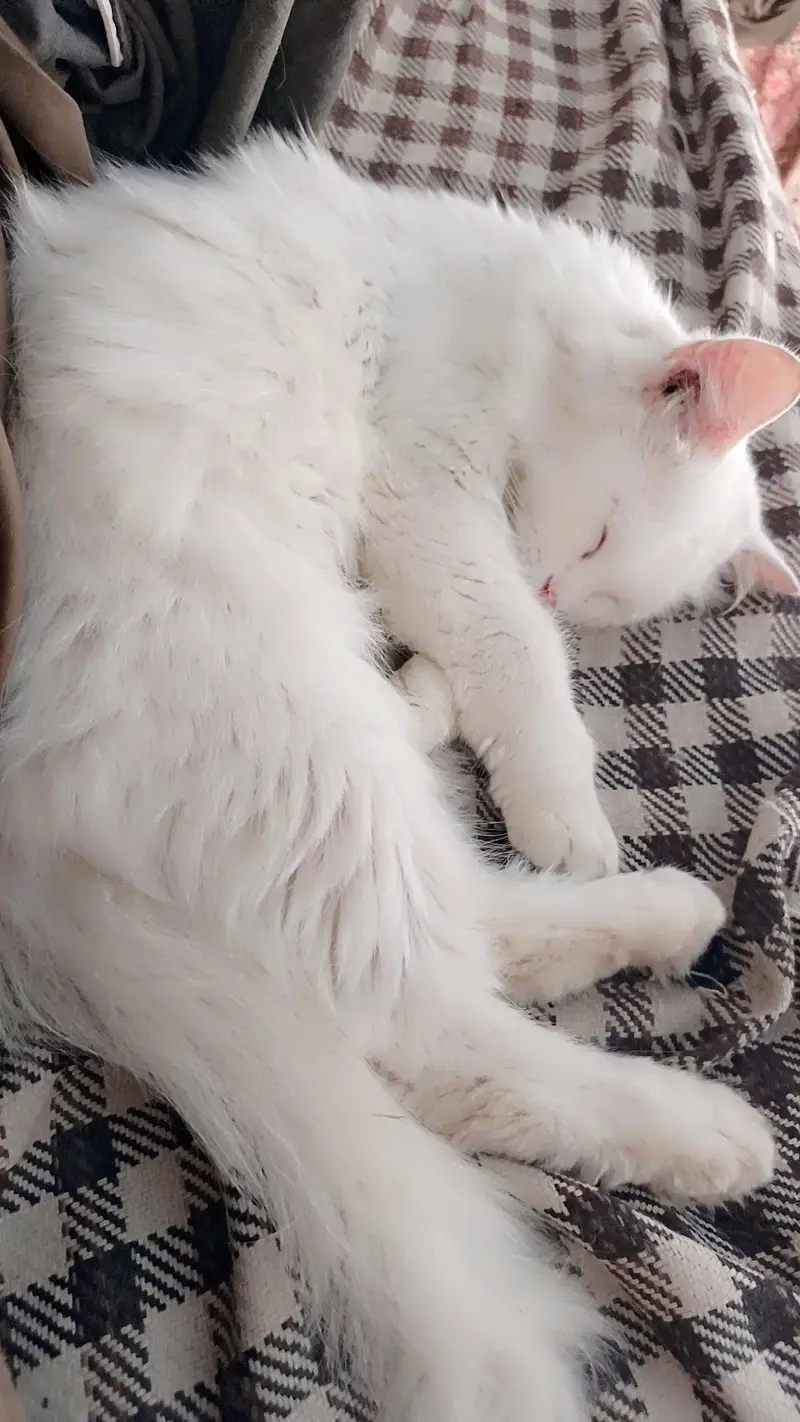 Russian Cats Male and Female — photo 3
