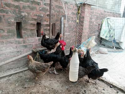 Astralope 1+4 eggs  and Desi Misri hens  and fancy for sale