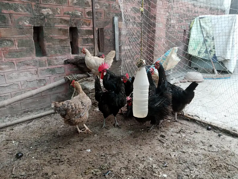 Astralope 1+4 eggs  and Desi Misri hens  and fancy for sale — photo 2