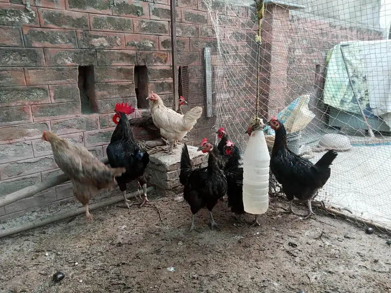 Astralope 1+4 eggs  and Desi Misri hens  and fancy for sale — photo 3