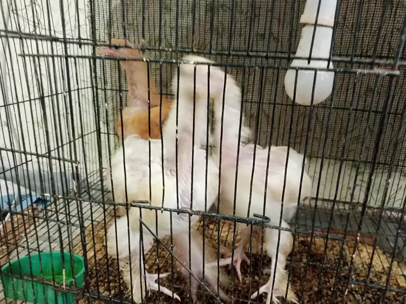 Astralope 1+4 eggs  and Desi Misri hens  and fancy for sale — photo 5