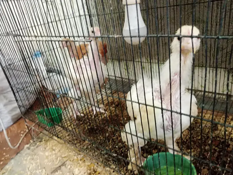 Astralope 1+4 eggs  and Desi Misri hens  and fancy for sale — photo 6