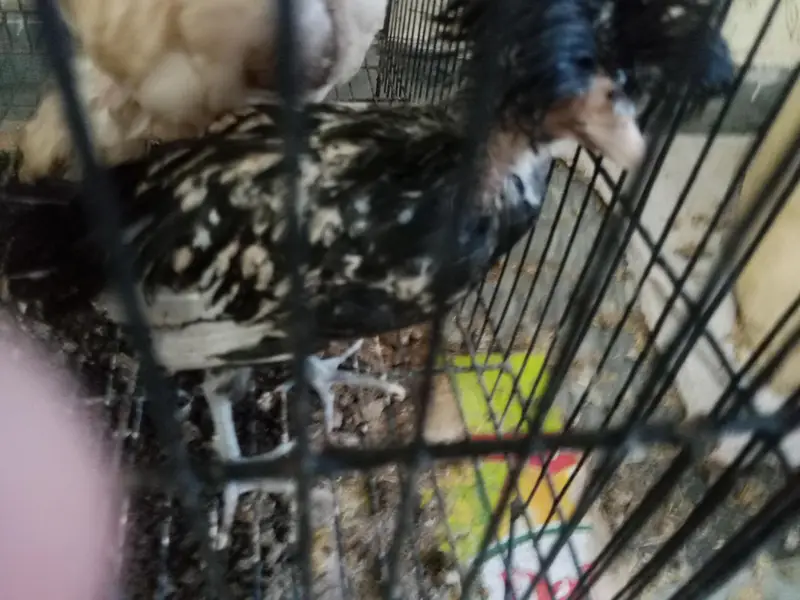 Astralope 1+4 eggs  and Desi Misri hens  and fancy for sale — photo 8
