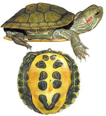 Red eared slider turtle