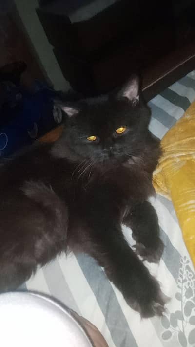 black mask Persianale cat