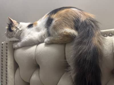 Persian Calico Female Cat