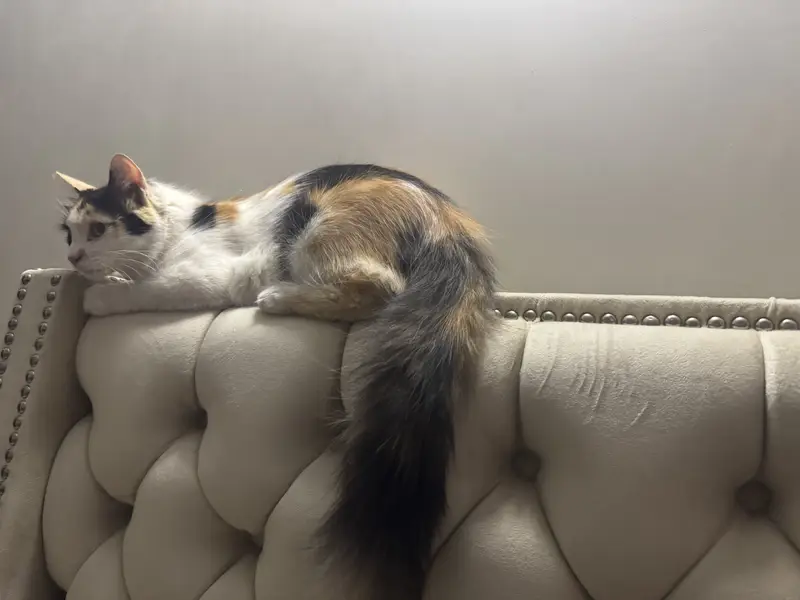 Persian Calico Female Cat — photo 2