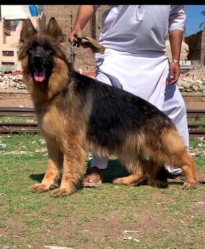 black German Shepherd