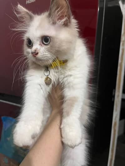 3 Month Old Persian Kitten for Sale | Cute & Healthy | Rs 20,000