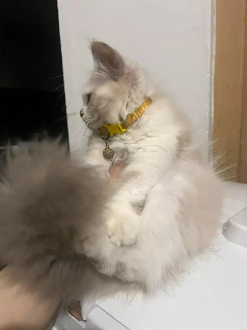 3 Month Old Persian Kitten for Sale | Cute & Healthy | Rs 20,000 — photo 2