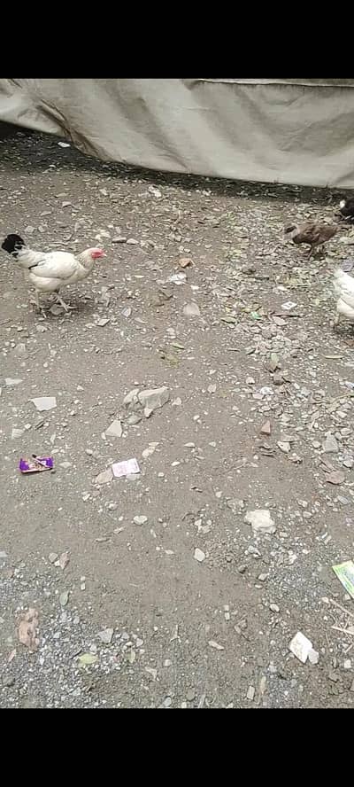 2 hens for sale