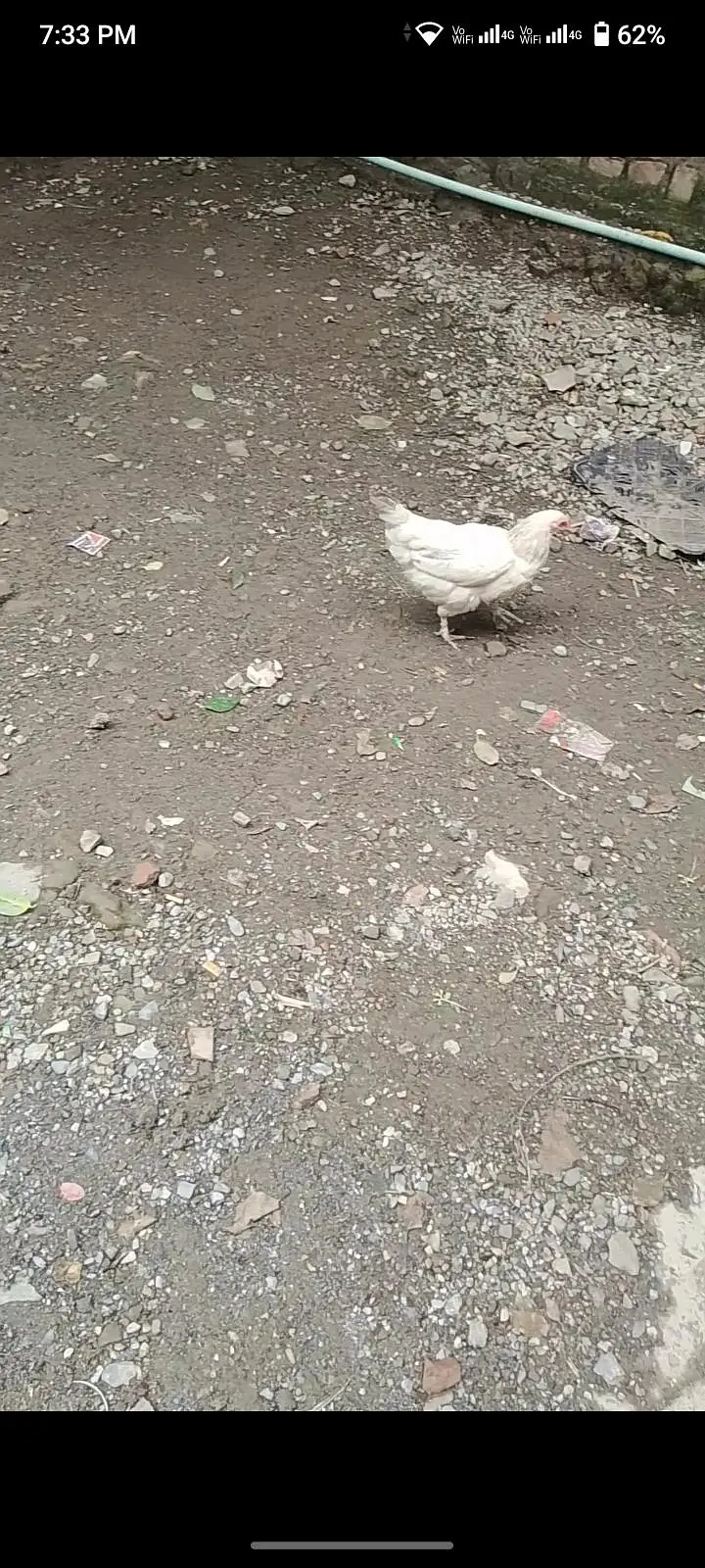 2 hens for sale — photo 2