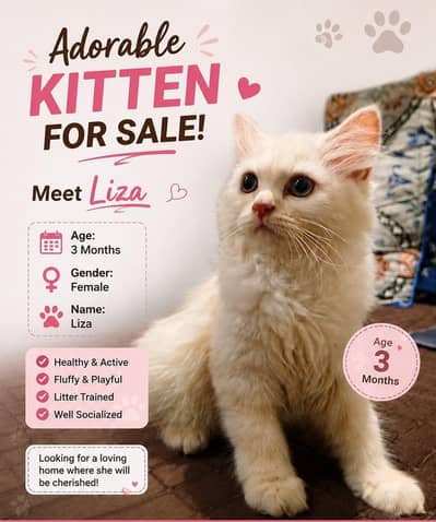 CUTES CATS ORIGINAL PARSIAN