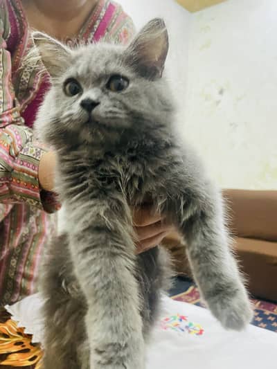 Persian cat