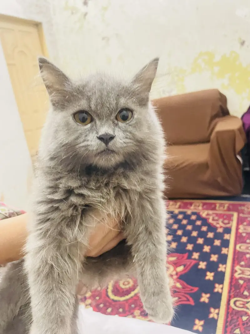 Persian cat — photo 2