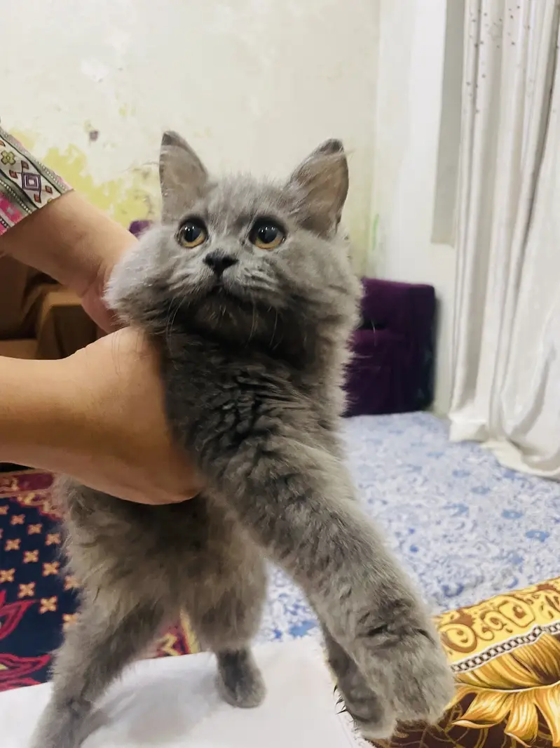 Persian cat — photo 3