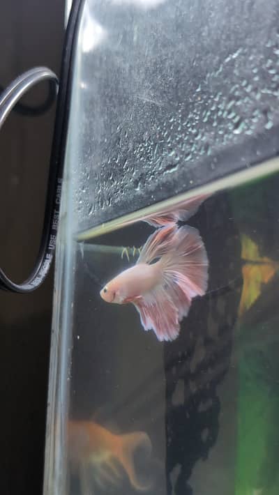betta fish ( delta beta fish half moon)
