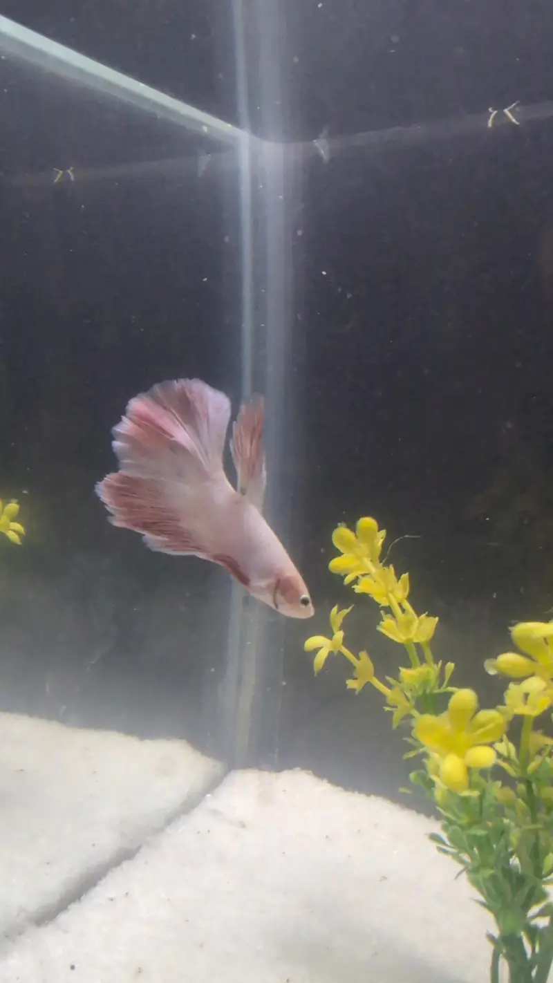 betta fish ( delta beta fish half moon) — photo 2