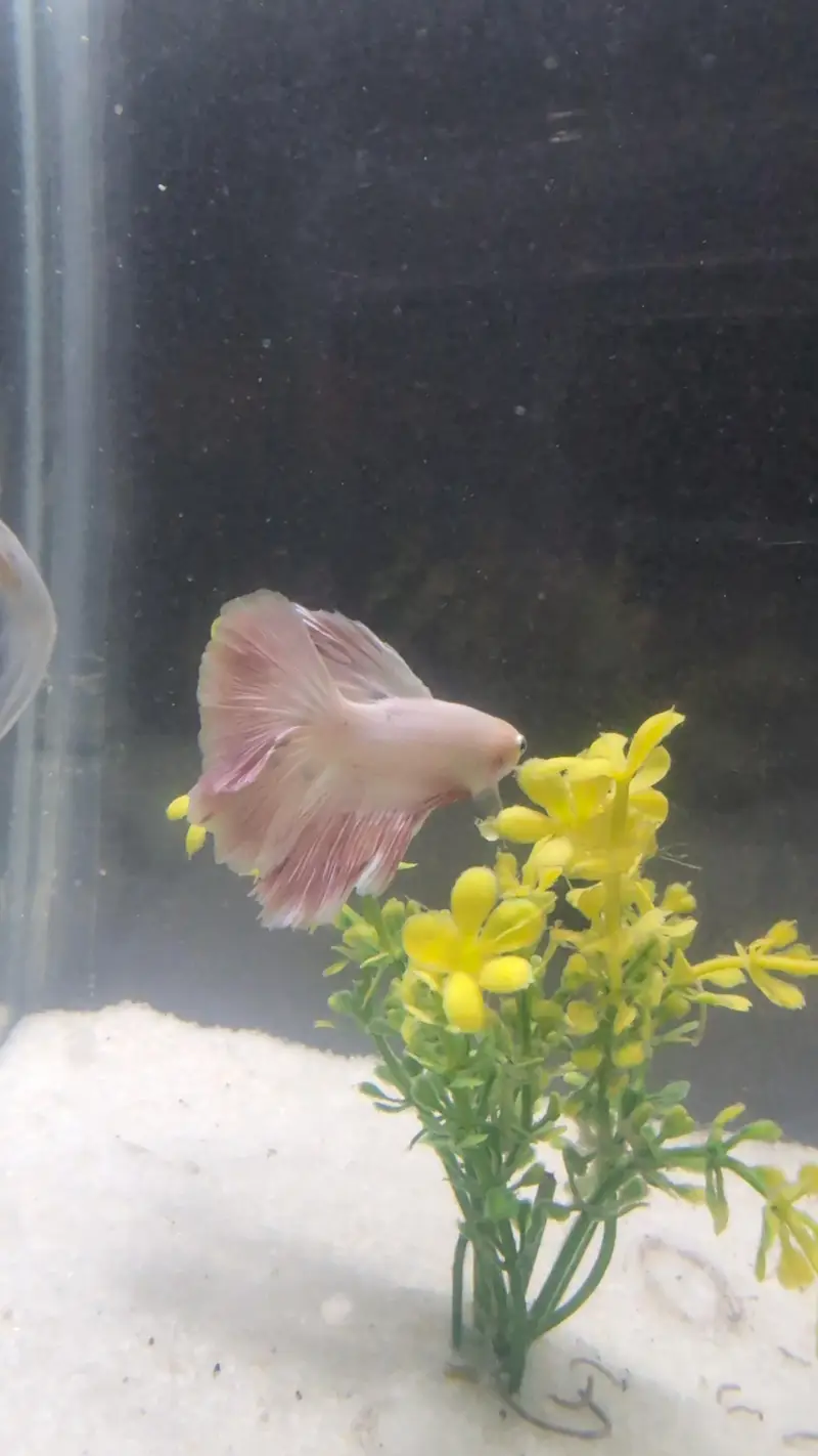 betta fish ( delta beta fish half moon) — photo 3