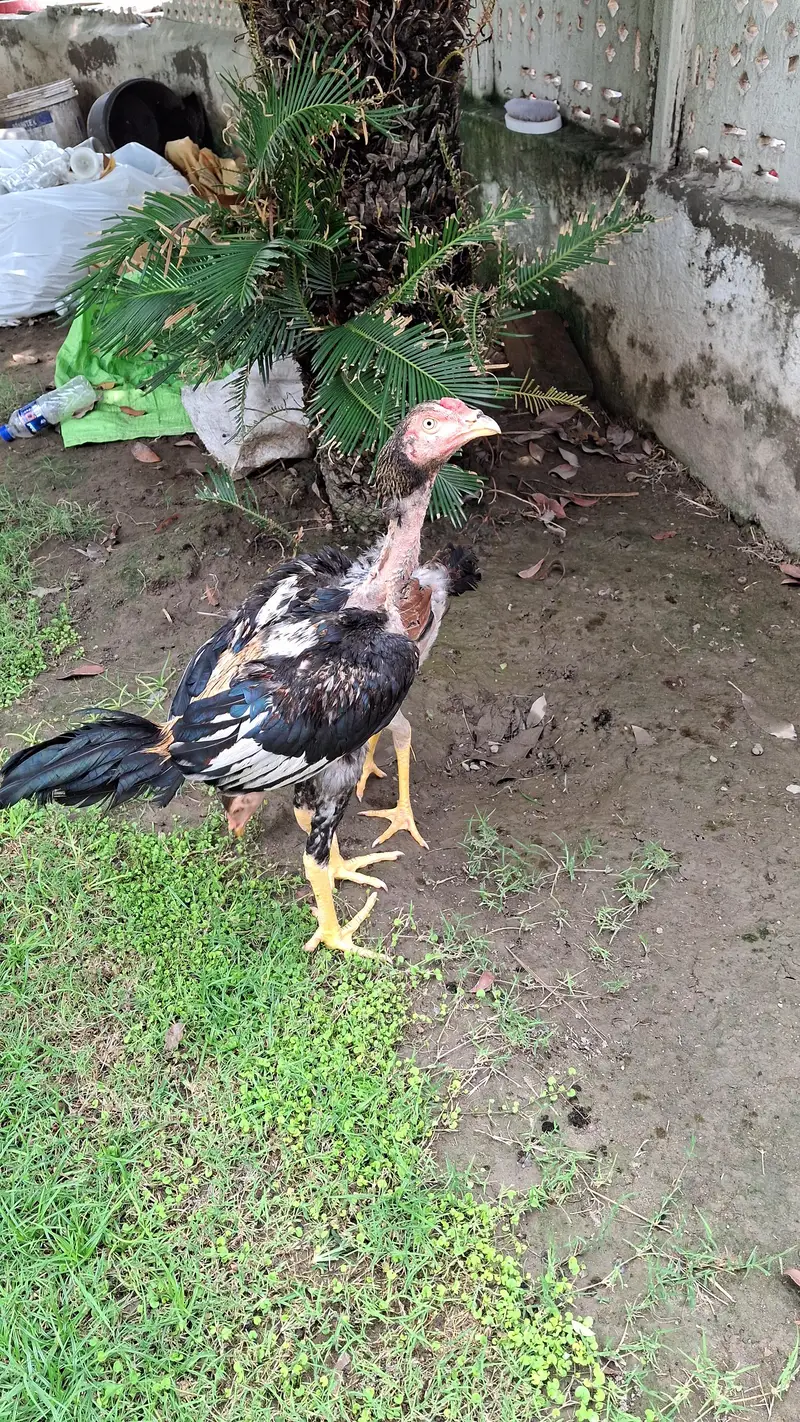 Aseel 1 pair plus 1 aseel male — photo 4
