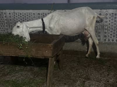 Pure white desi goat