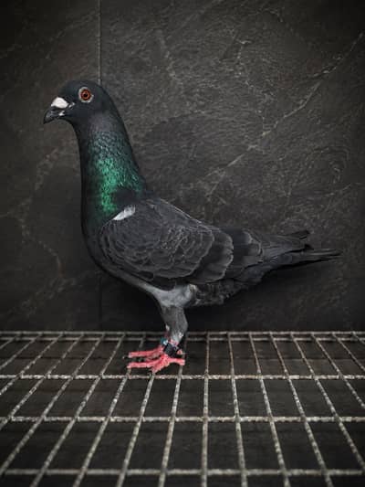 qasid pigeons       pigeons         pigeon