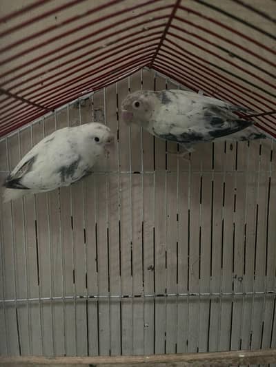 love bird