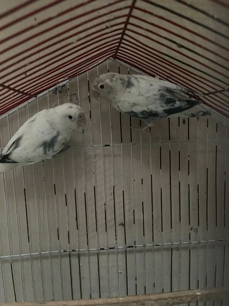 love bird — photo 2