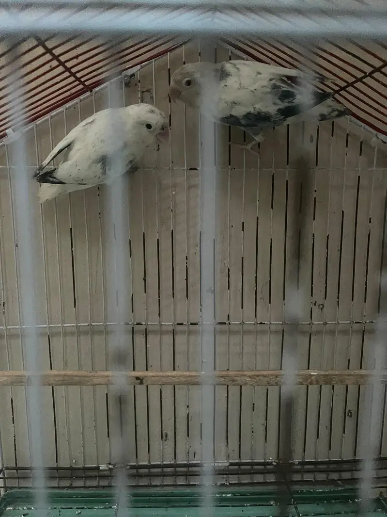 love bird — photo 3