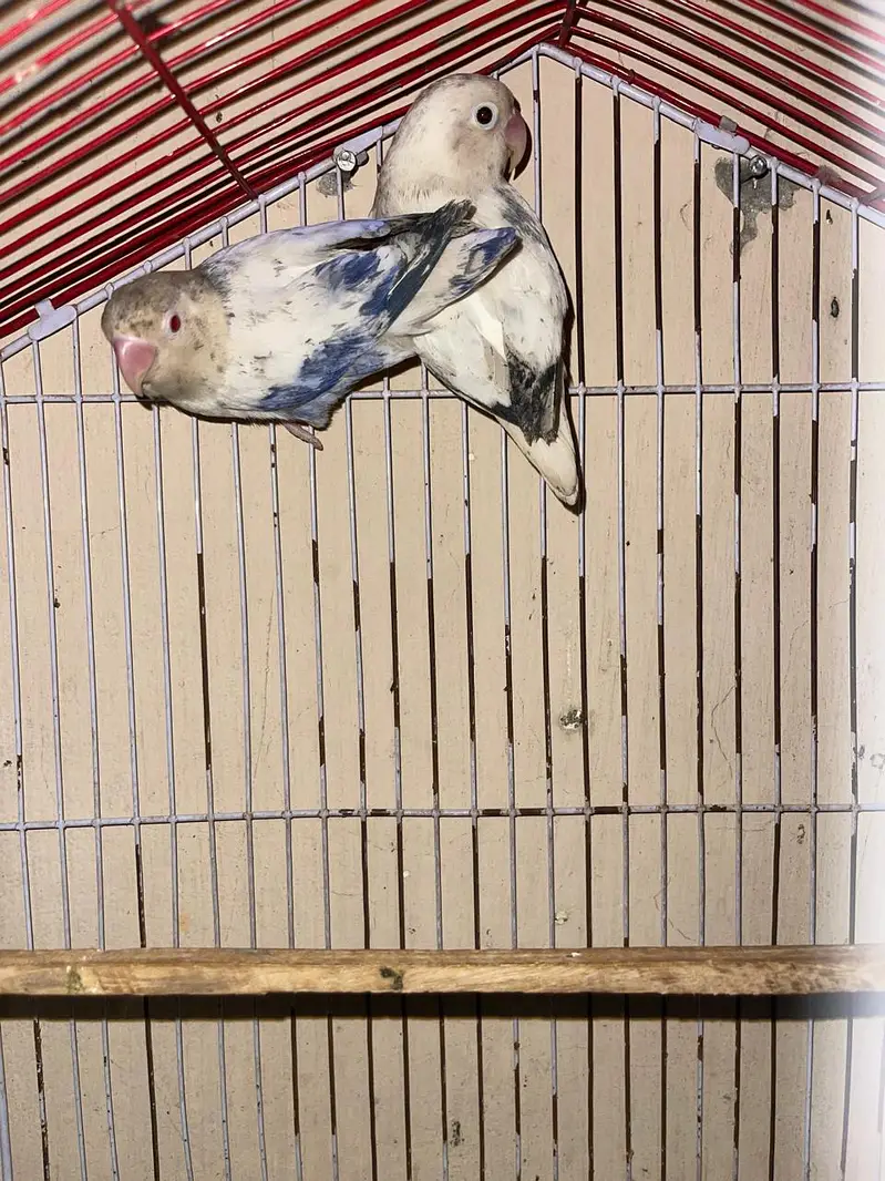 love bird — photo 4