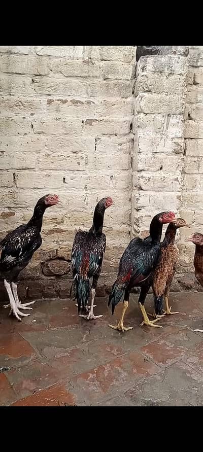 aseel birds