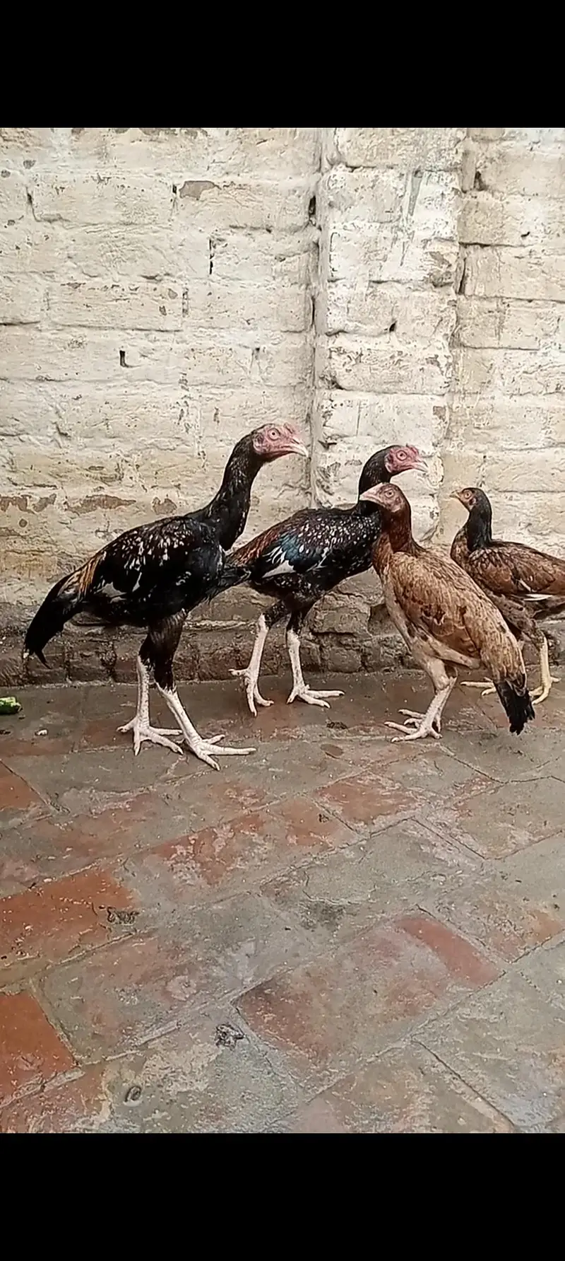 aseel birds — photo 3