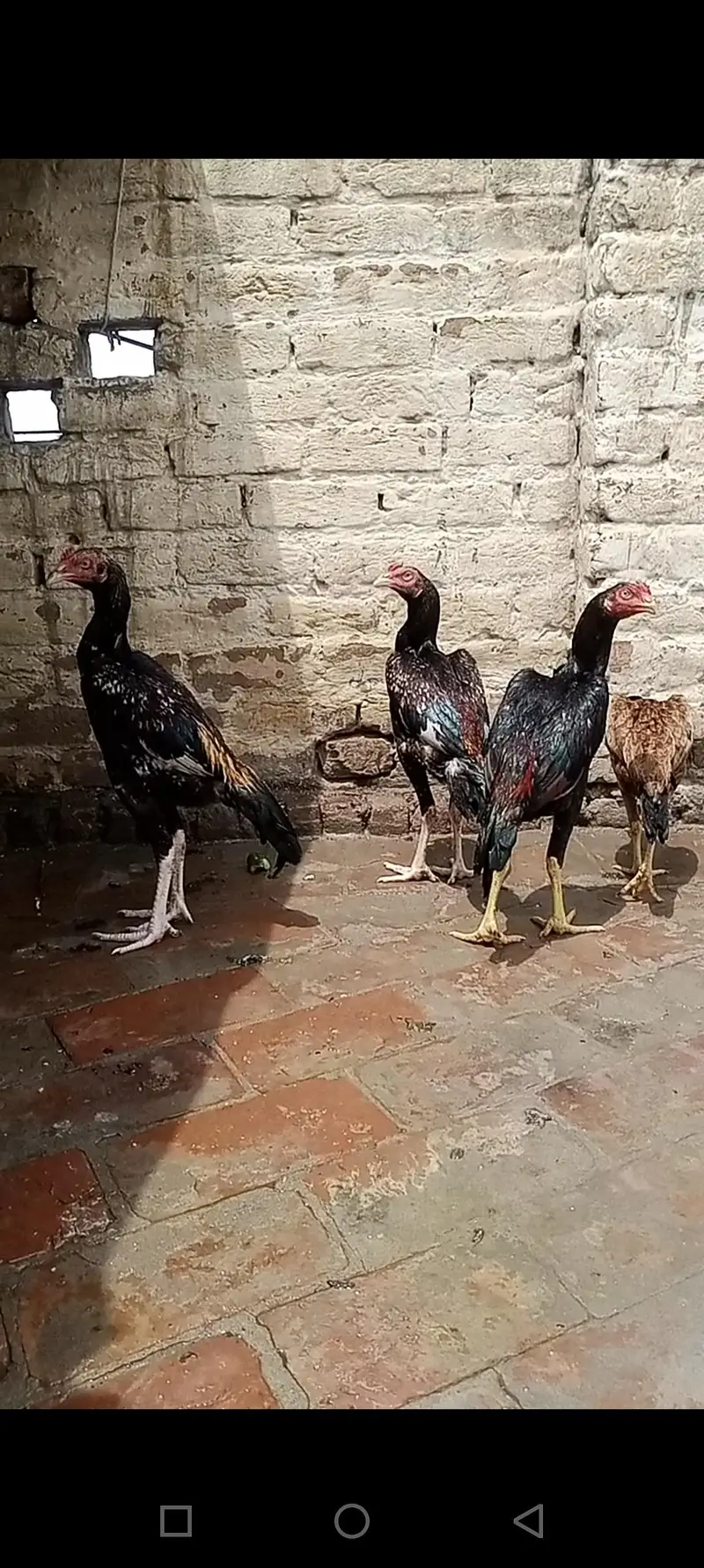 aseel birds — photo 4