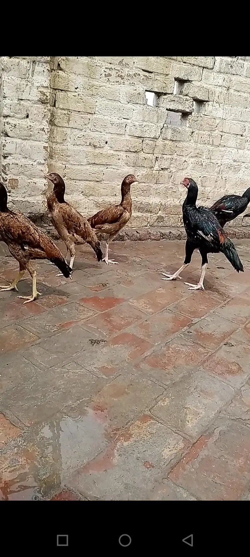 aseel birds — photo 6