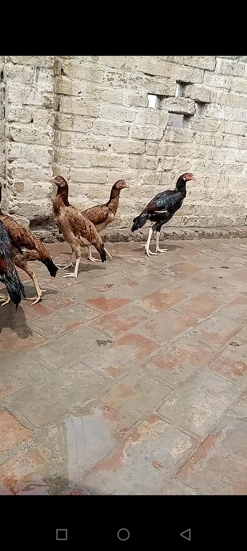 aseel birds — photo 7