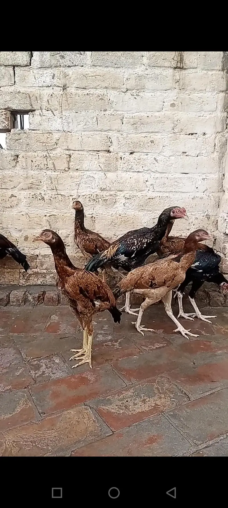 aseel birds — photo 11