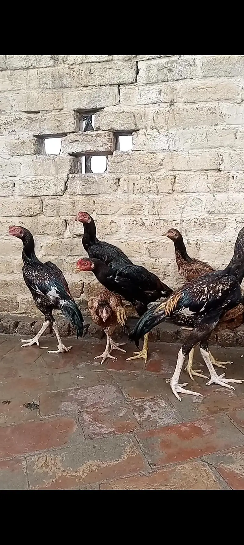aseel birds — photo 12