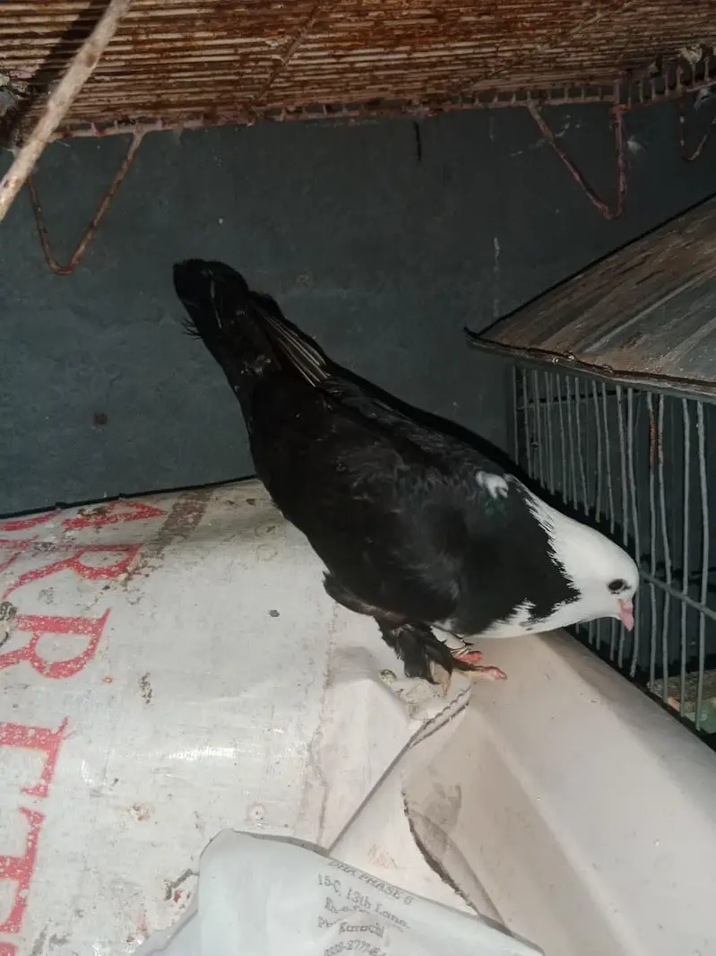 Black karbalai pairs — photo 3