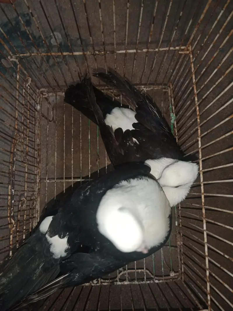 Black karbalai pairs — photo 5