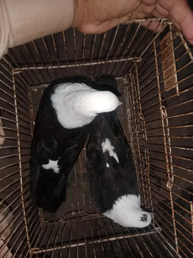 Black karbalai pairs — photo 6