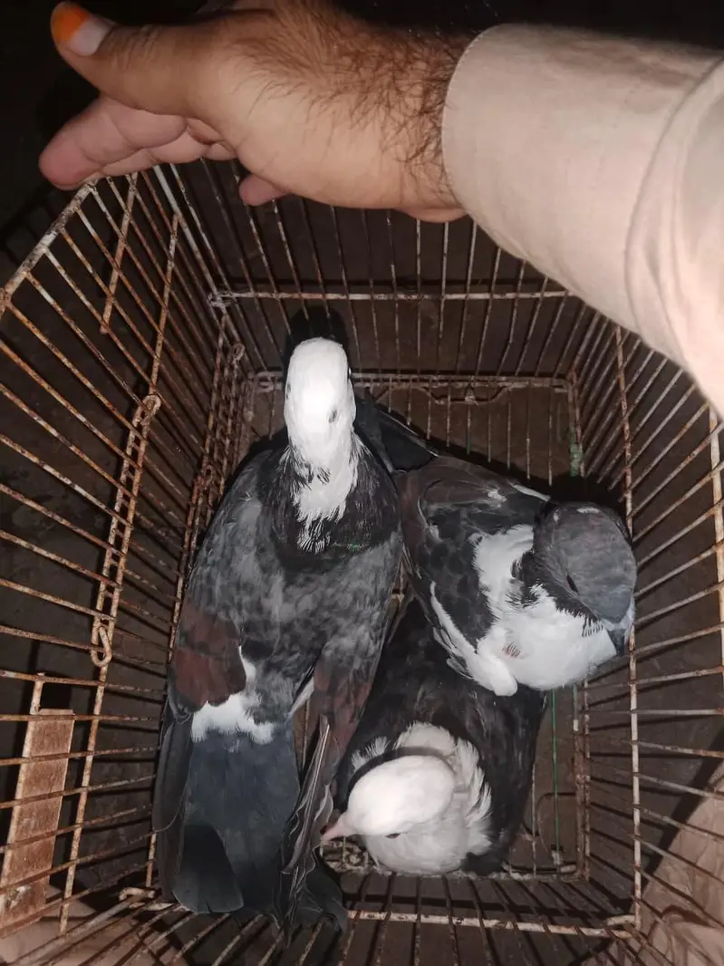 Black karbalai pairs — photo 7