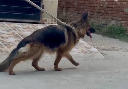 Long Coat German shephard female Dog for sale