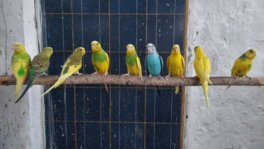 Budgies