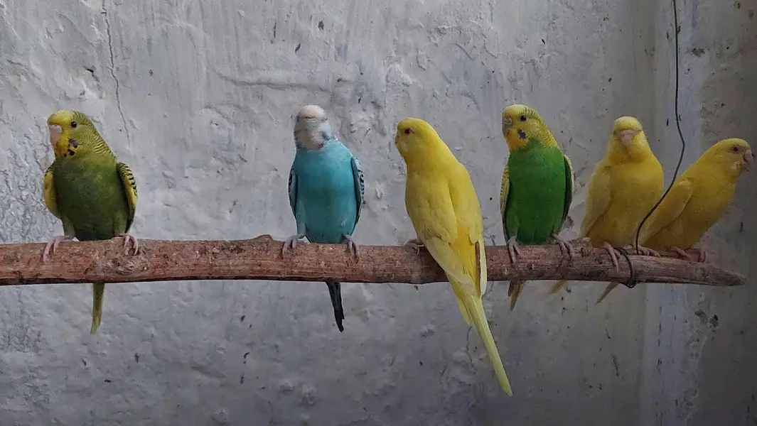 Budgies — photo 2