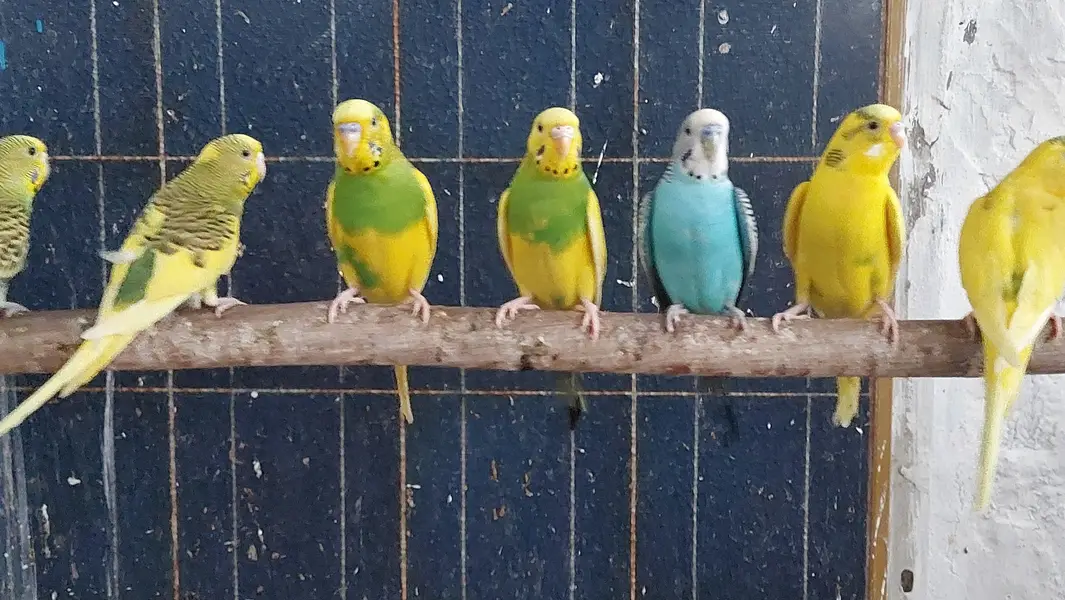 Budgies — photo 3