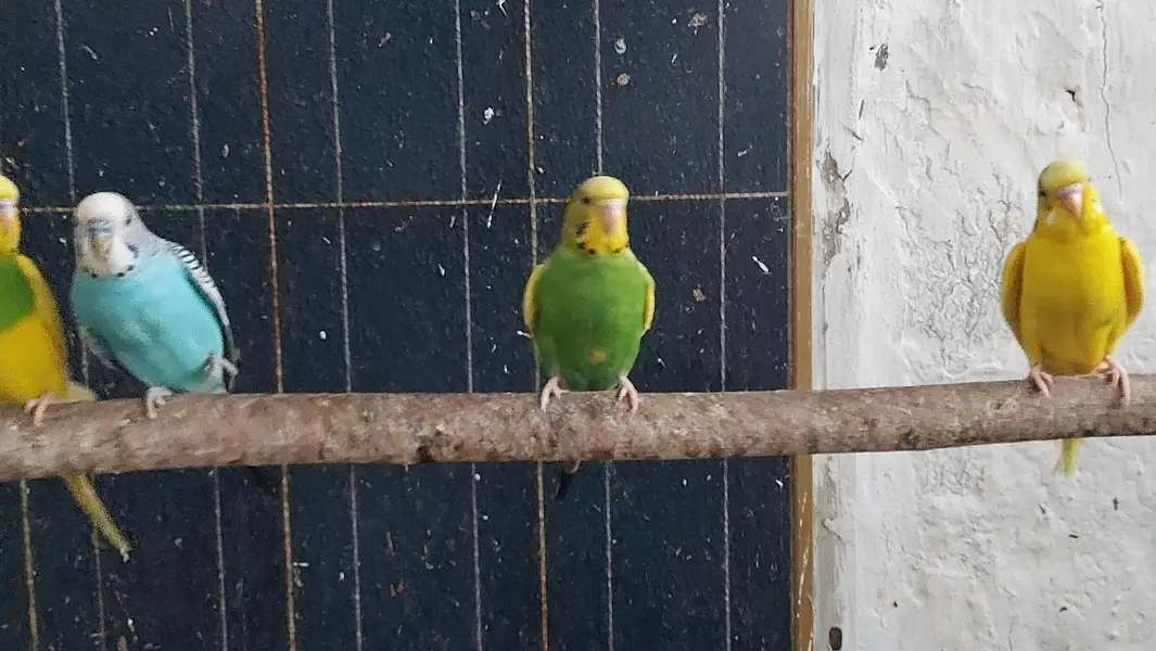 Budgies — photo 4
